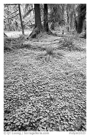 Forest floor carpeted with clovers, Quinault rain forest. Olympic National Park (black and white)