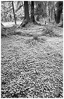 Forest floor carpeted with clovers, Quinault rain forest. Olympic National Park, Washington, USA. (black and white)