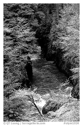 Quinault river in gorge. Olympic National Park (black and white)