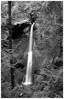 Marymere falls framed by trees. Olympic National Park, Washington, USA. (black and white)