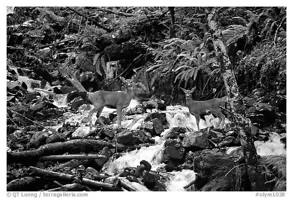 Deer standing in creek. Olympic National Park (black and white)
