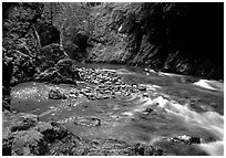 North fork of the Quinault river. Olympic National Park, Washington, USA. (black and white)