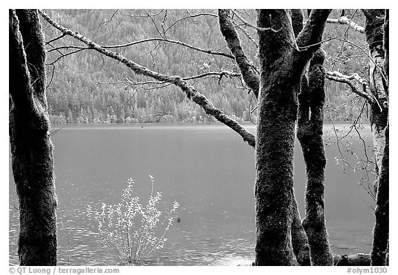 Moss-covered trees on  shore of Crescent lake. Olympic National Park (black and white)