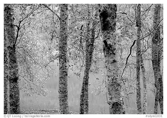 Trees and turquoise waters of Crescent lake. Olympic National Park (black and white)