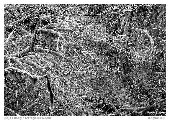 Branches and moss in spring. Olympic National Park (black and white)