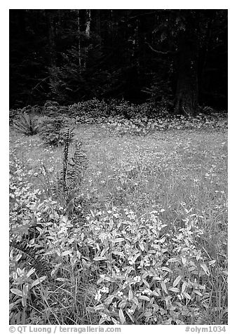 Spring growth in meadow. Olympic National Park (black and white)