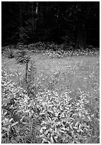 Spring growth in meadow. Olympic National Park ( black and white)