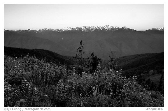 Wildflowers and Olympus range, Hurricane ridge. Olympic National Park (black and white)