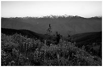 Wildflowers and Olympus range, Hurricane ridge. Olympic National Park, Washington, USA. (black and white)
