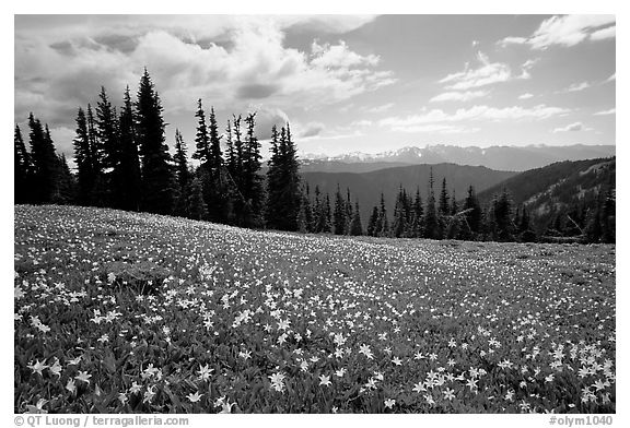 Avalanche lillies, Hurricane ridge. Olympic National Park (black and white)