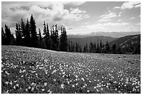 Avalanche lillies, Hurricane ridge. Olympic National Park ( black and white)