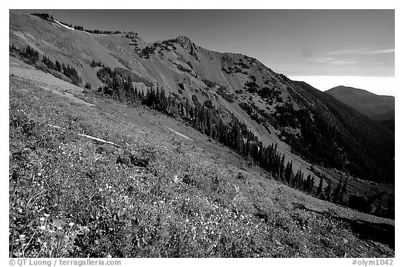 Wildflowers on hill, Hurricane ridge. Olympic National Park (black and white)