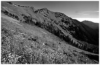 Wildflowers on hill, Hurricane ridge. Olympic National Park ( black and white)