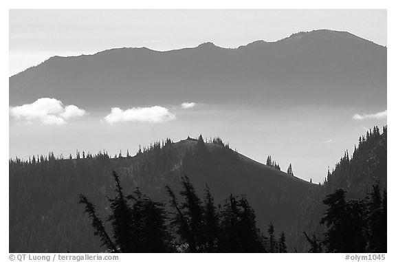 Wind-twisted trees and mountain ridges from Hurricane hill. Olympic National Park (black and white)