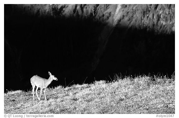 Deer on ridge above valley shadows, Hurricane ridge. Olympic National Park (black and white)