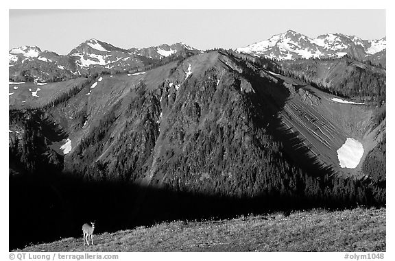 Deer on ridge with Olympic Mountains behind, Hurricane ridge, morning. Olympic National Park (black and white)