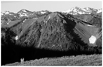 Deer on ridge with Olympic Mountains behind, Hurricane ridge, morning. Olympic National Park, Washington, USA. (black and white)