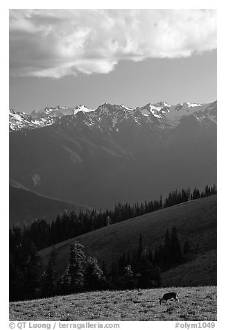 Deer and Olympus Range, Hurricane ridge, afternoon. Olympic National Park (black and white)