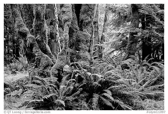 Ferns and moss-covered trunks near Crescent Lake. Olympic National Park (black and white)