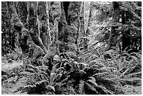 Ferns and moss-covered trunks near Crescent Lake. Olympic National Park, Washington, USA. (black and white)