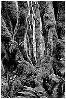 Moss-covered trunks near Crescent Lake. Olympic National Park ( black and white)