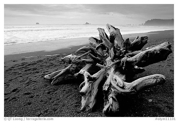 Large roots of driftwood tree, Rialto Beach. Olympic National Park (black and white)