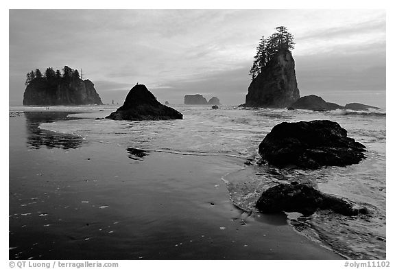 Beach with seastacks and reflections. Olympic National Park (black and white)