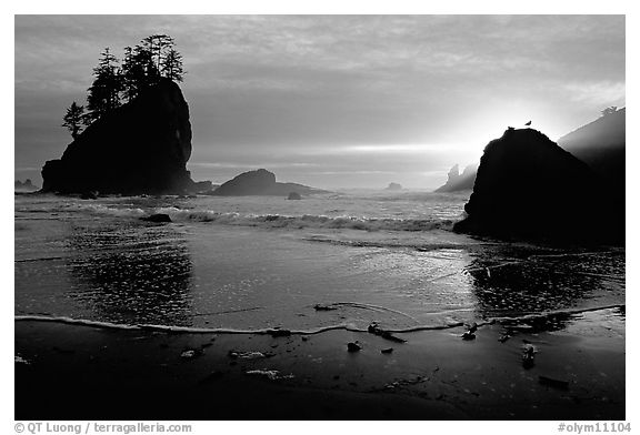 Beach, seastacks and rock with bird, Second Beach, sunset. Olympic National Park (black and white)