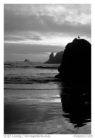 Rock with bird, Second Beach, sunset. Olympic National Park (black and white)