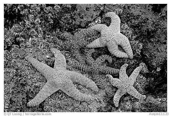 Sea stars on rocks at low tide. Olympic National Park (black and white)