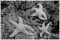 Sea stars on rocks at low tide. Olympic National Park, Washington, USA. (black and white)