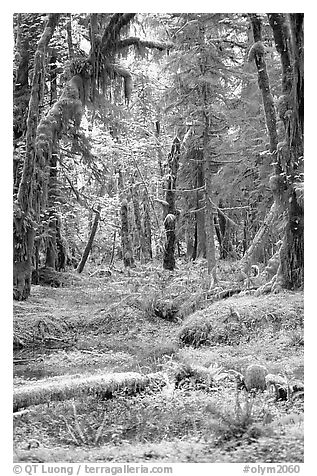 Verdant rain forest, Quinault. Olympic National Park (black and white)