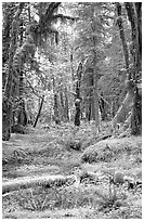 Verdant rain forest, Quinault. Olympic National Park ( black and white)