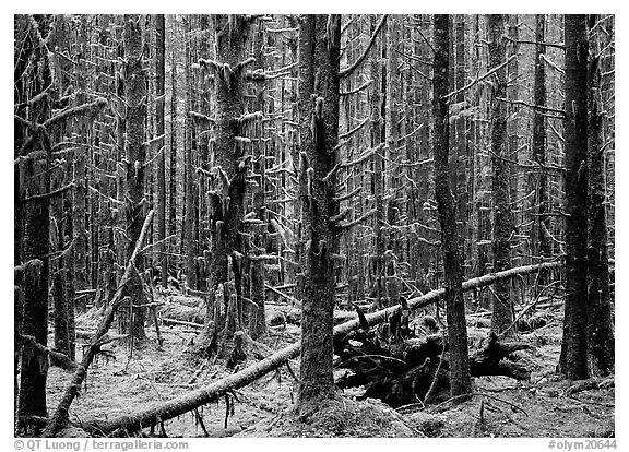Moss on trunks in Hoh rain forest. Olympic National Park (black and white)