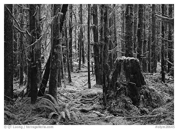 Moss-covered trees in Hoh rainforest. Olympic National Park (black and white)