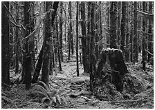 Moss-covered trees in Hoh rainforest. Olympic National Park ( black and white)