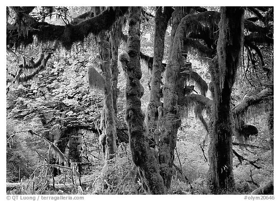 Club moss on vine maple and bigleaf maple in Hoh rain forest. Olympic National Park (black and white)