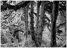 Club moss on vine maple and bigleaf maple in Hoh rain forest. Olympic National Park ( black and white)