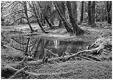Pond in lush rainforest. Olympic National Park, Washington, USA. (black and white)