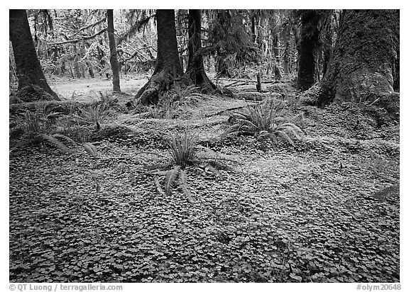 Trilium and ferns in lush rainforest. Olympic National Park (black and white)