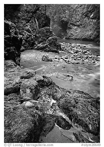 Mossy rocks and stream. Olympic National Park (black and white)