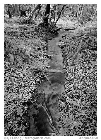 Creek in Quinault rain forest. Olympic National Park (black and white)