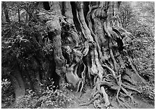 Huge cedar tree. Olympic National Park ( black and white)