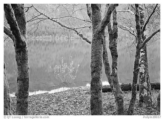 Mossy trees in late autumn and turquoise reflections, Crescent Lake. Olympic National Park (black and white)