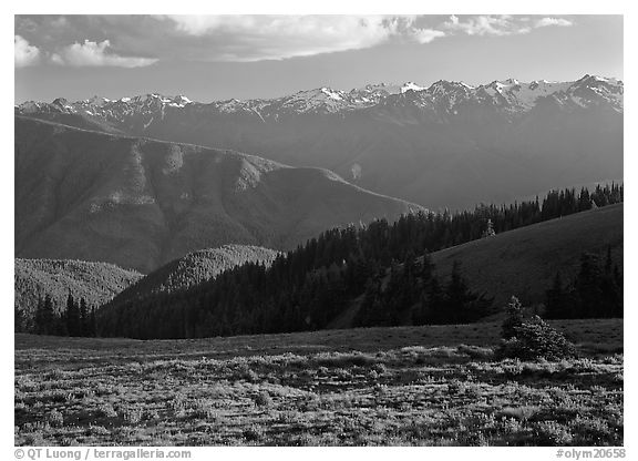 Meadow with wildflowers, ridges, and Olympic Mountains. Olympic National Park (black and white)