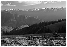 Meadow with wildflowers, ridges, and Olympic Mountains. Olympic National Park, Washington, USA. (black and white)