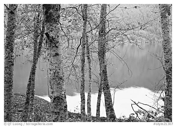 Birch trees with textured trunks and green leaves on shore of Crescent Lake. Olympic National Park (black and white)