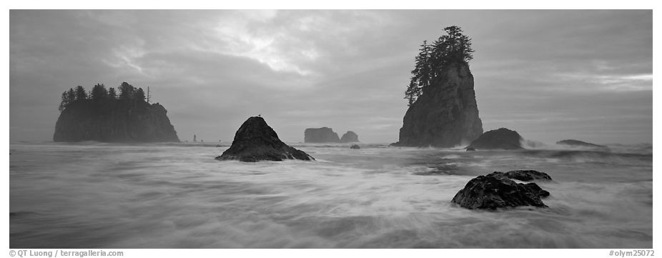 Misty seascape with sea stacks. Olympic National Park (black and white)