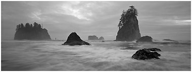 Misty seascape with sea stacks. Olympic National Park (Panoramic black and white)