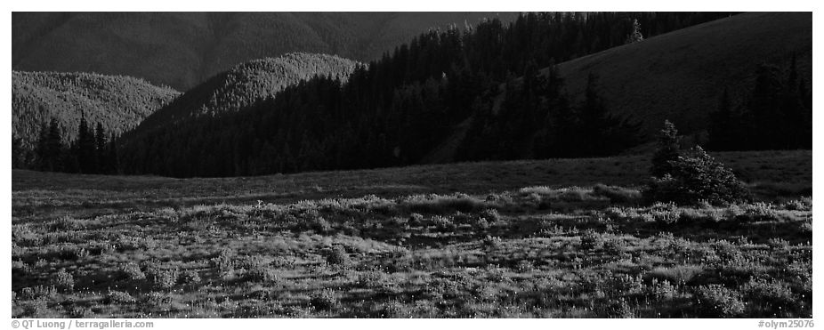 Shadows and wildflowers, late afternoon. Olympic National Park (black and white)